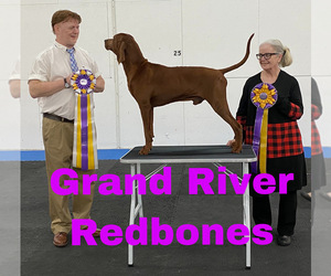 Redbone Coonhound Puppy for sale in LOCUST GROVE, OK, USA