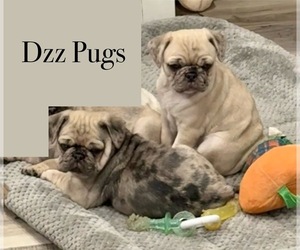 Pug Litter for sale in KANGLEY, IL, USA