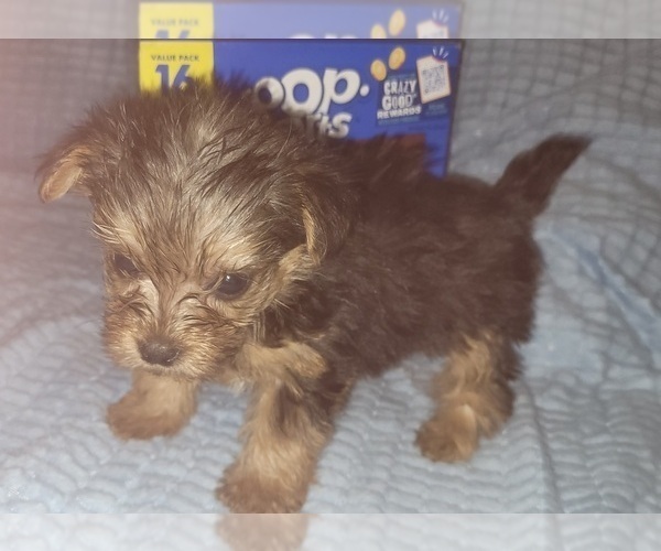 Medium Photo #319 Yorkshire Terrier Puppy For Sale in AKRON, OH, USA