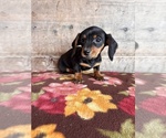 Small #12 Dachshund