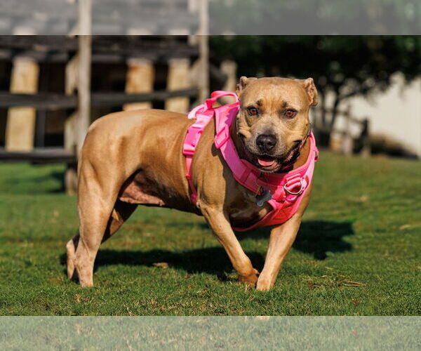 Medium Photo #3 American Pit Bull Terrier Puppy For Sale in McKinney, TX, USA