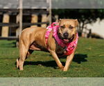 Small #2 American Pit Bull Terrier