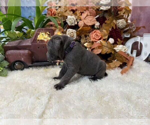 Medium Photo #8 Cane Corso Puppy For Sale in OOLOGAH, OK, USA