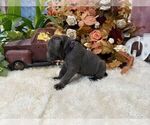 Small #7 Cane Corso