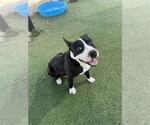 Small #1 American Pit Bull Terrier