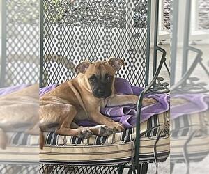 Labrador Retriever-Unknown Mix Dogs for adoption in San Antonio, TX, USA