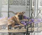 Small Labrador Retriever Mix