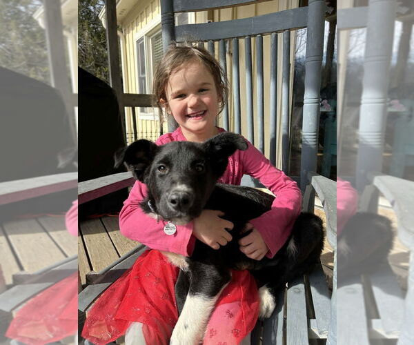 Medium Photo #2 Mutt Puppy For Sale in Candler, NC, USA