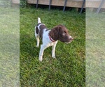 Puppy Joe Brittany