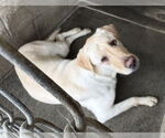Small #3 Labrador Retriever