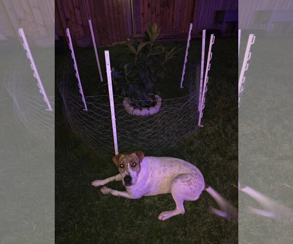 Medium Photo #11 Mutt Puppy For Sale in Rosenberg, TX, USA