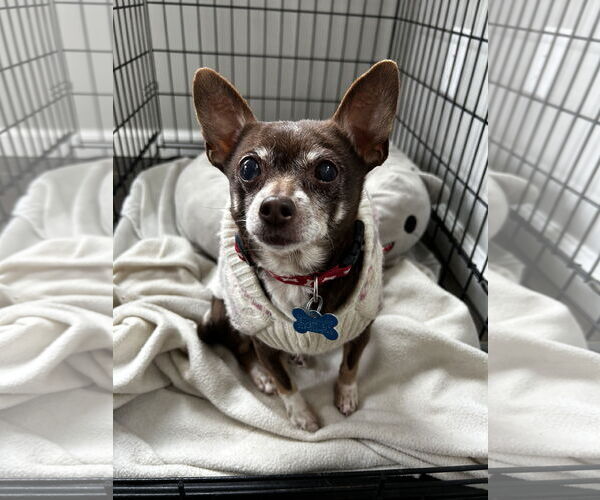 Medium Photo #4 Chihuahua Puppy For Sale in Landenberg, PA, USA