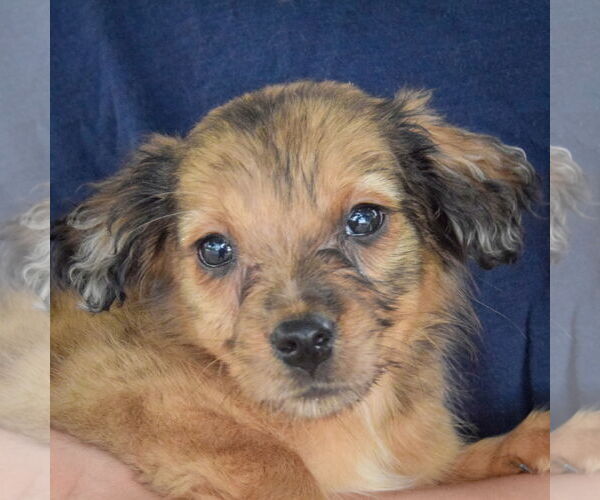 Medium Photo #7 Australian Shepherd-Unknown Mix Puppy For Sale in Huntley, IL, USA