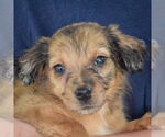 Small #6 Australian Shepherd Mix