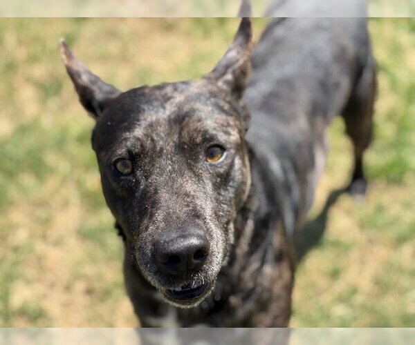 Medium Photo #1 Catahoula Leopard Dog-Unknown Mix Puppy For Sale in Tulsa, OK, USA