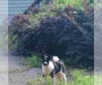Small #6 Akita