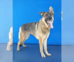 Small #1 German Shepherd Dog