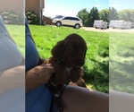 Small Photo #11 Irish Doodle Puppy For Sale in NAMPA, ID, USA