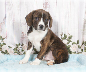 Boglen Terrier Puppy for sale in PENNS CREEK, PA, USA
