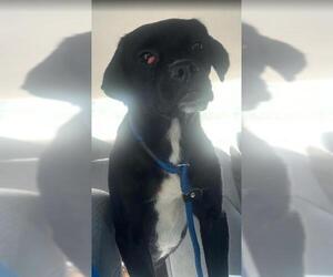 Bulldog-Labrador Retriever Mix Dogs for adoption in San Antonio, TX, USA