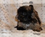 Small #14 Yorkiepoo mix (+ Poodle Toy)