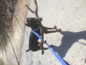 Doberman Pinscher Puppy for sale in NIAGARA FALLS, NY, USA