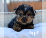 Small Yorkshire Terrier