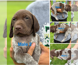Medium German Shorthaired Pointer