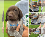 Puppy Puppy 6 German Shorthaired Pointer