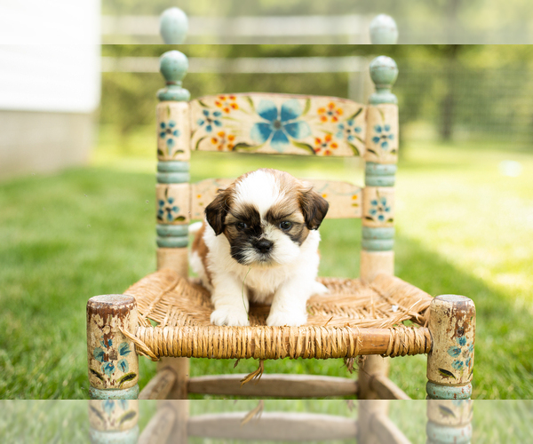 Medium Photo #1 Shih Tzu Puppy For Sale in NAPPANEE, IN, USA