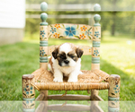 Image preview for Ad Listing. Nickname: Gracie