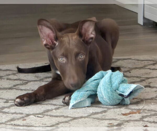 Medium Photo #11 Labrador Retriever-Unknown Mix Puppy For Sale in Oak Bluffs, MA, USA