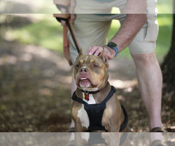 Medium Photo #10 American Staffordshire Terrier Puppy For Sale in Arlington, VA, USA