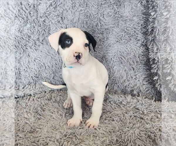 Medium Photo #2 Mutt Puppy For Sale in Fargo, ND, USA
