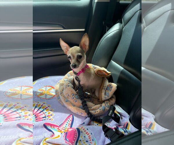 Medium Photo #4  Puppy For Sale in , 