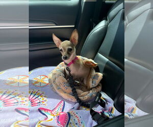 Chihuahua Dogs for adoption in Orlando, FL, USA