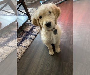 Goldendoodle Puppy for sale in CO SPGS, CO, USA