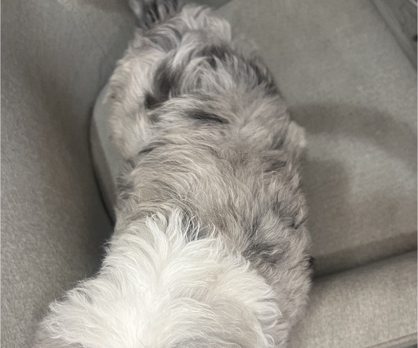 Medium Photo #3 Sheepadoodle Puppy For Sale in HUNTINGTON BEACH, CA, USA