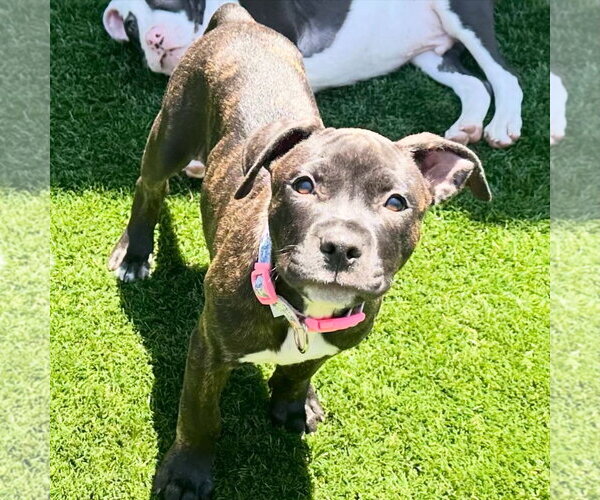 Medium Photo #2 American Pit Bull Terrier Puppy For Sale in Berkeley, CA, USA