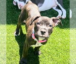 Small #1 American Pit Bull Terrier