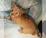 Small Photo #18 Yorkshire Terrier Puppy For Sale in LA SIERRA, CA, USA