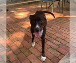 Small #13 Labrador Retriever Mix