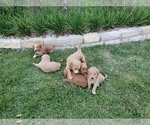 Small Photo #3 Goldendoodle Puppy For Sale in BRIARCLIFF, TX, USA