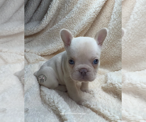 French Bulldog Puppy for sale in SACRAMENTO, CA, USA