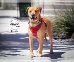Small #8 Labrador Retriever Mix