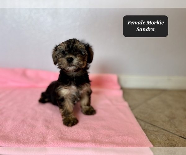 Medium Photo #5 Morkie Puppy For Sale in TUCSON, AZ, USA