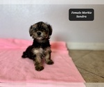 Small #4 Morkie