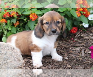 Dachshund Puppy for sale in SHILOH, OH, USA