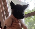 Small Photo #14 Akita Puppy For Sale in INDIANAPOLIS, IN, USA