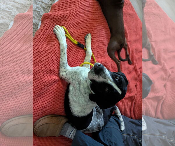 Medium Photo #4 Mutt Puppy For Sale in Sandy, UT, USA